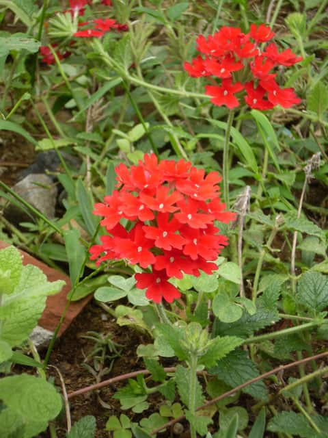 美女桜の画像