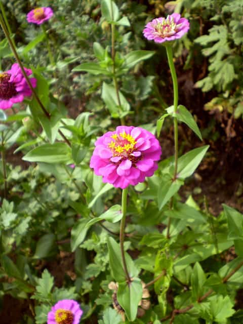 百日草の画像