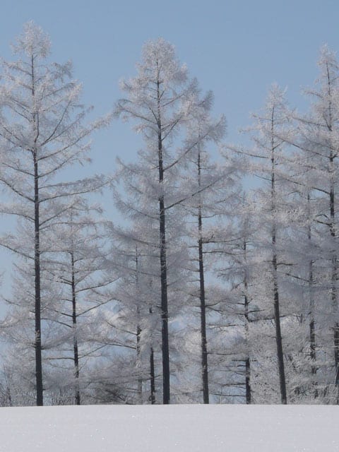 樹氷の画像