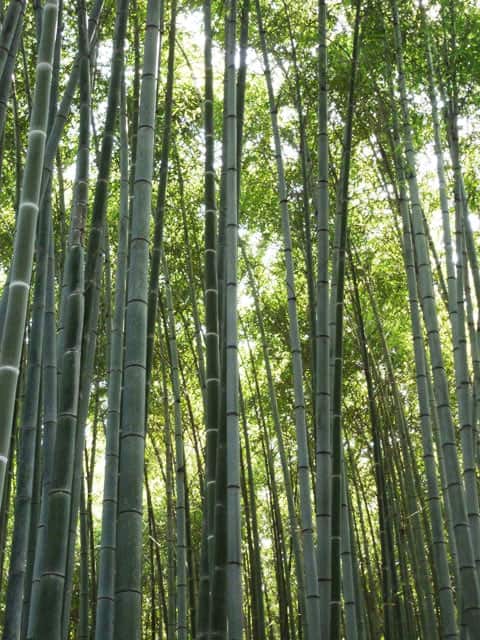 竹林の画像