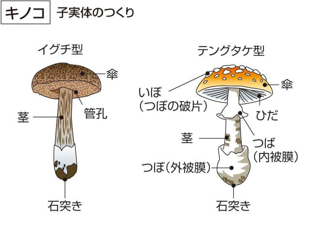 茸／蕈／菌の画像