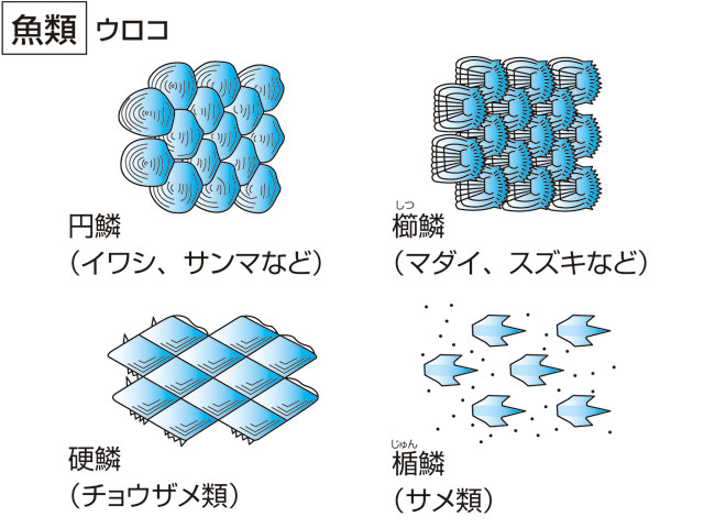鱗の画像