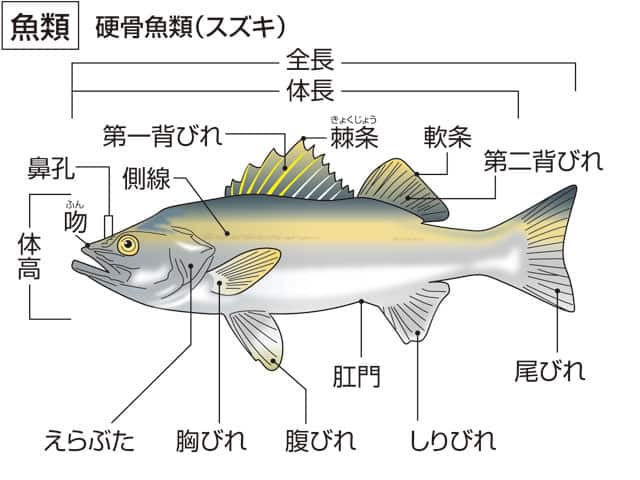 魚類の画像