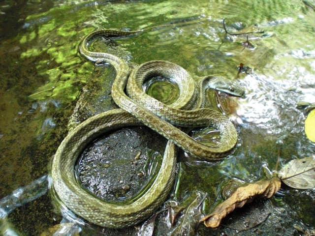 青大将の画像