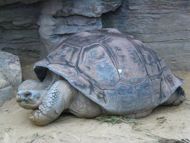 象亀の画像