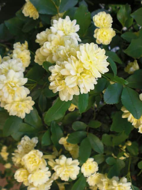 木香薔薇の画像