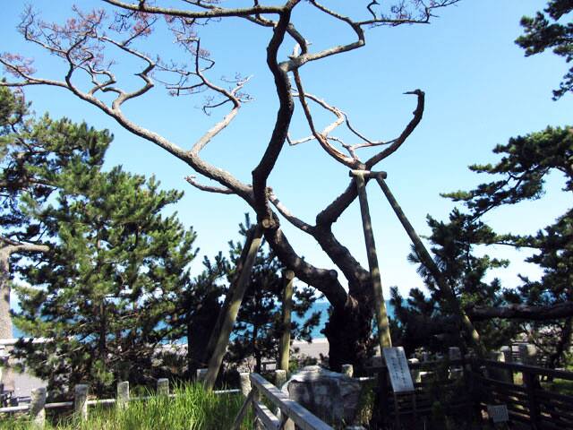 羽衣の松の画像