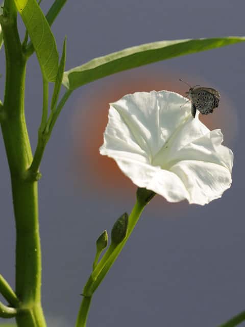 空心菜の画像