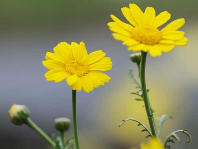 春菊の画像