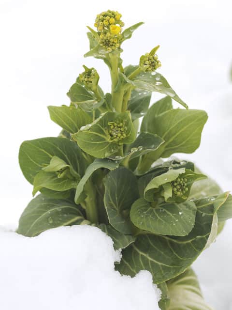 青梗菜の画像