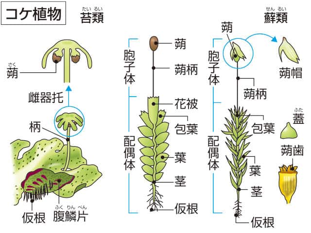 コケ植物」の意味や使い方 わかりやすく解説 Weblio辞書, 画像サイズ:640x480