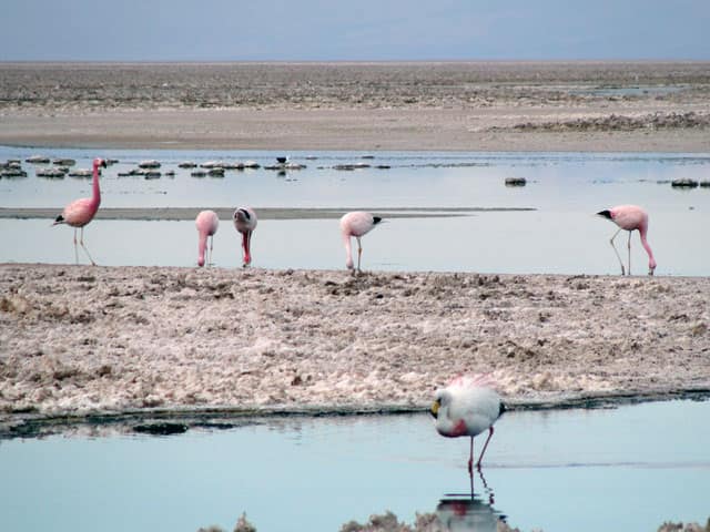 アタカマ塩湖の画像