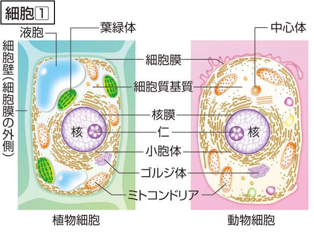 細胞の画像