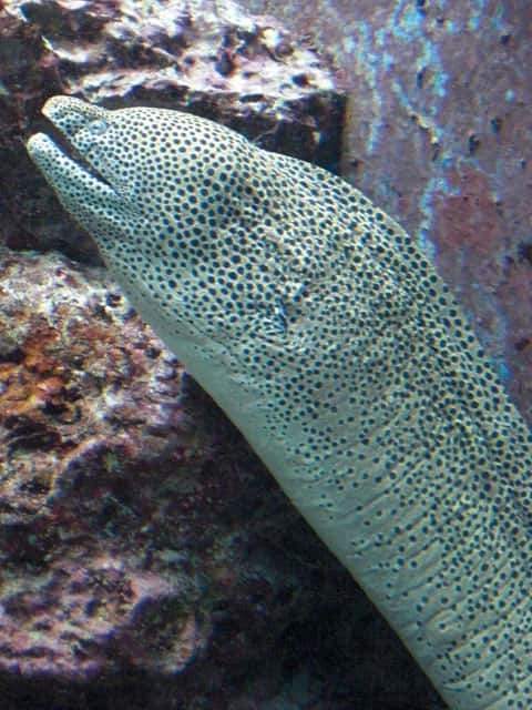 うつぼの画像