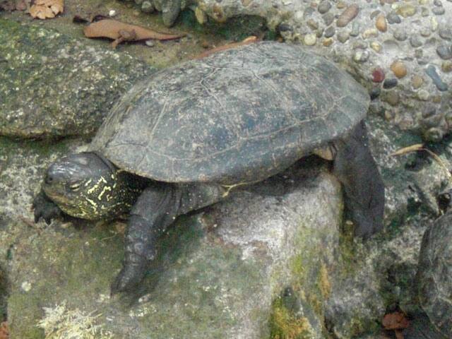草亀の画像