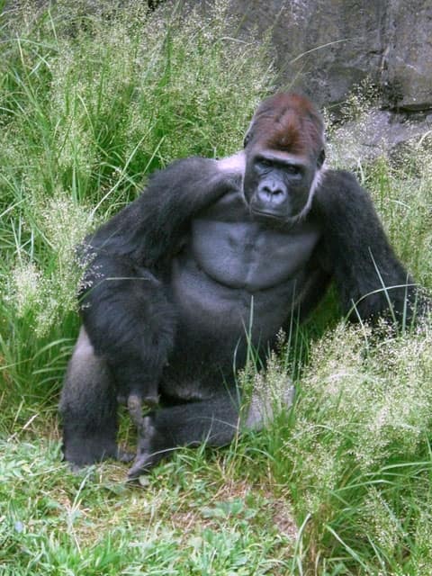 ゴリラの画像