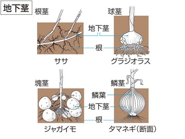 笹の画像
