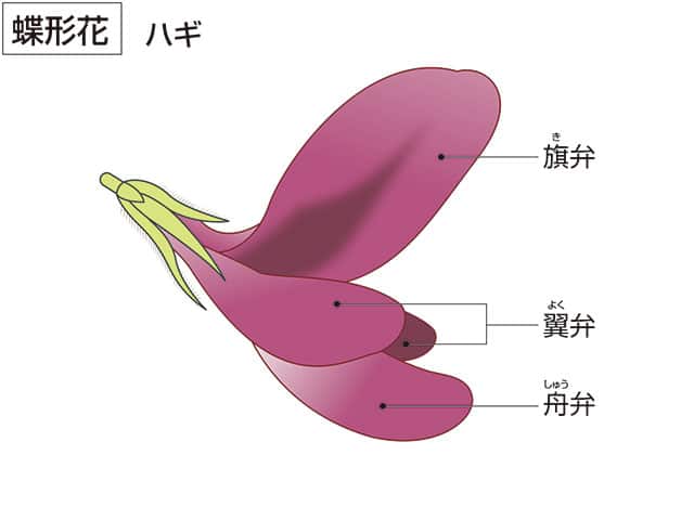 旗弁の画像
