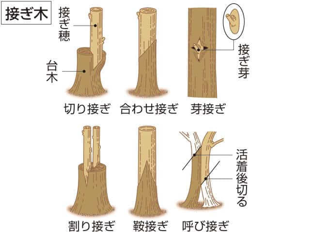 台木の画像