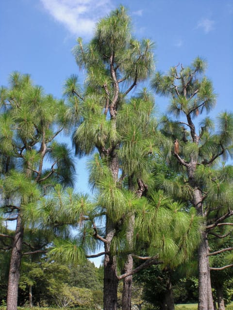 大王松の画像