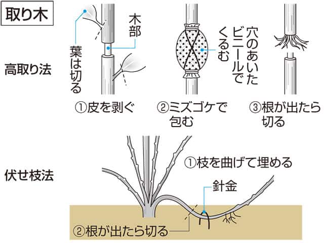 取り木の画像