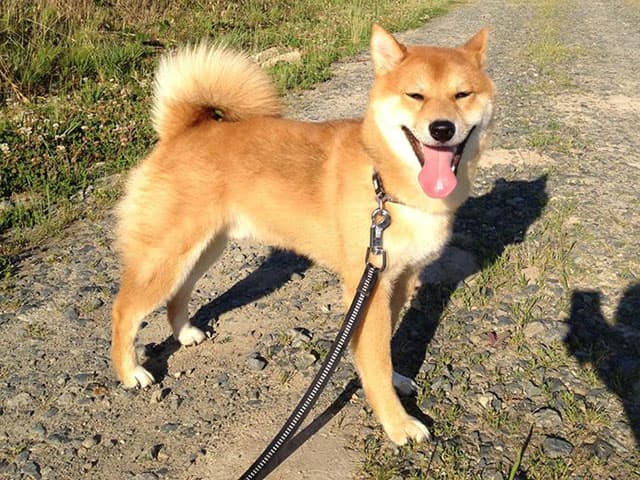 柴犬の画像