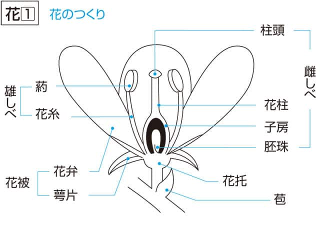 花柱の画像