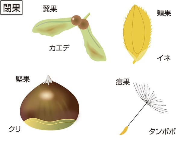 堅果の画像