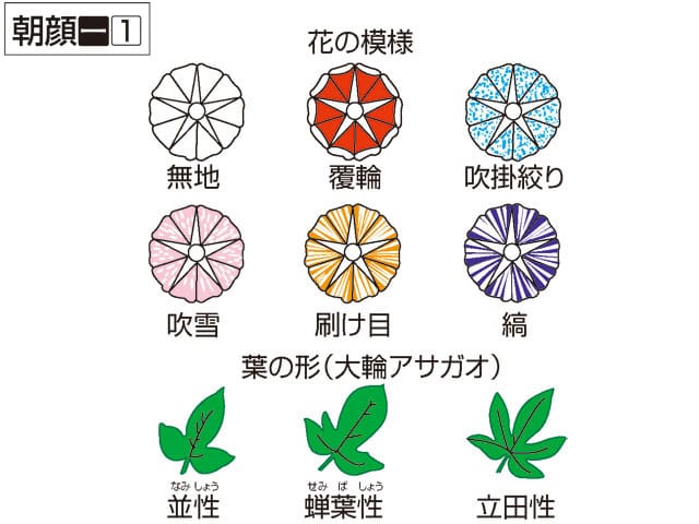 朝顔の画像