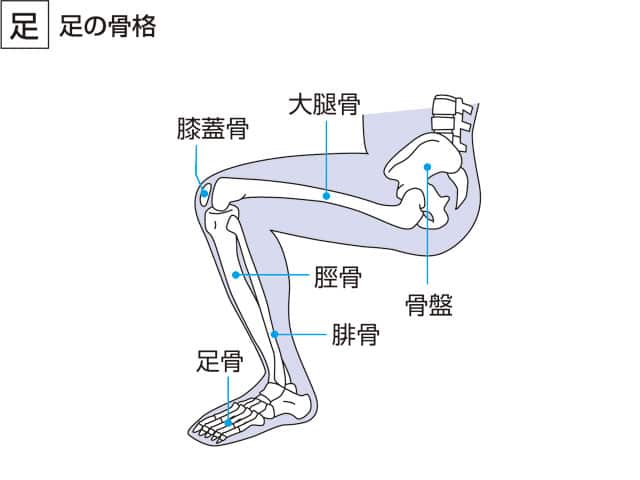 足骨の画像