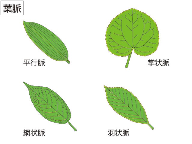 網状脈の画像
