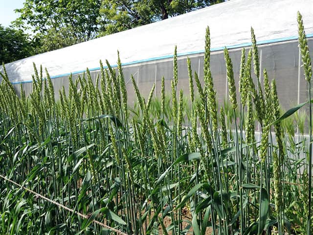 小麦の画像