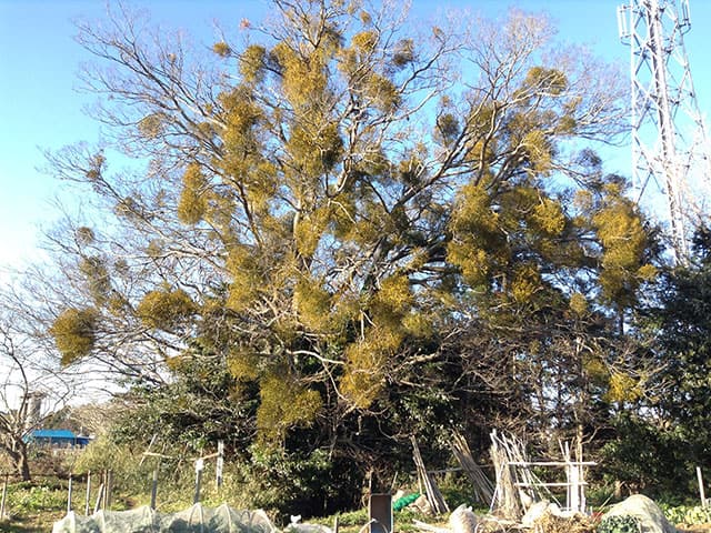 宿木／寄生木の画像