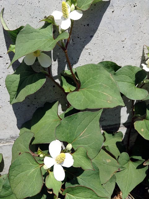 蕺草の画像