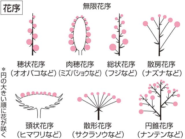 散形花序／繖形花序の画像