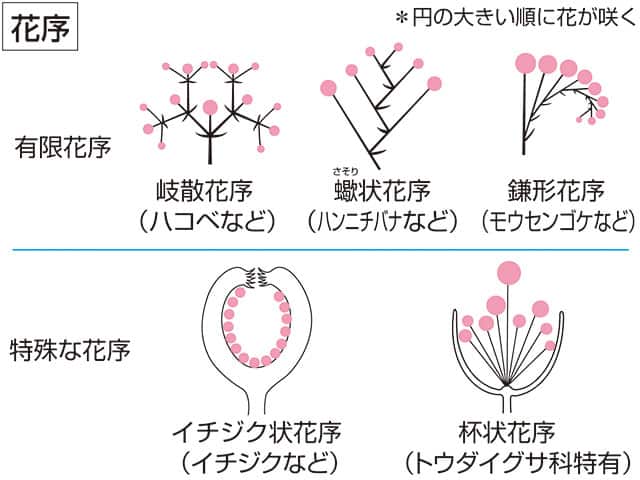 無花果状花序の画像