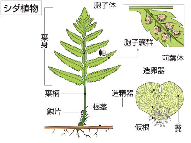 仮根の画像