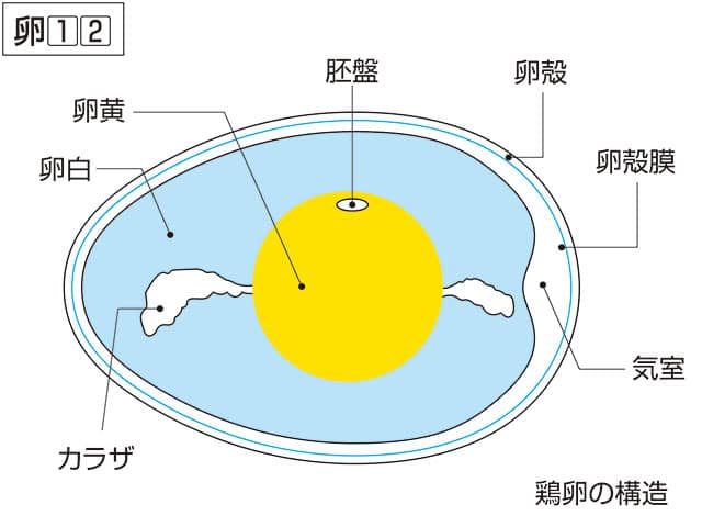 卵白の画像