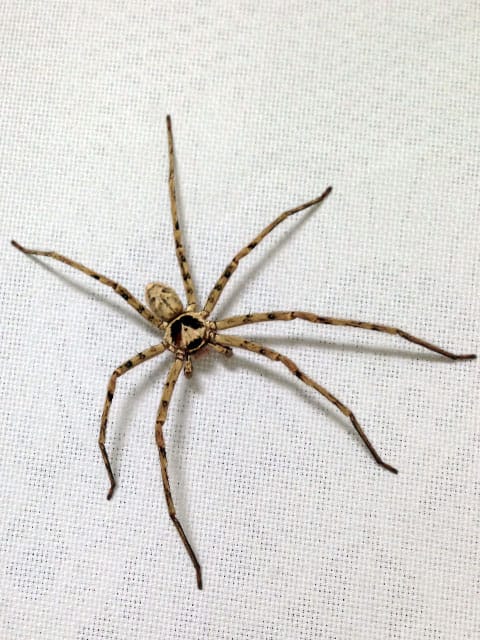 足高蜘蛛の画像