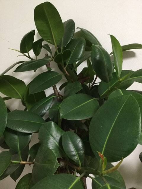 インドゴムの木の画像