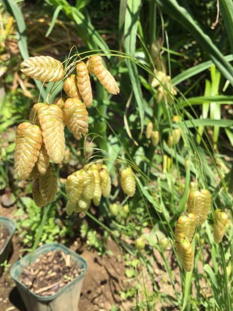 小判草の画像