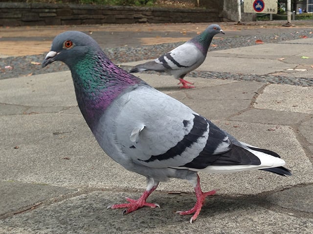 鴿／土鳩の画像