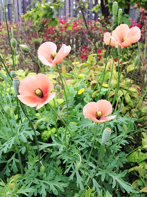 長実雛芥子の画像