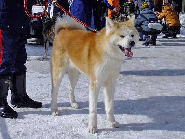 秋田犬の画像