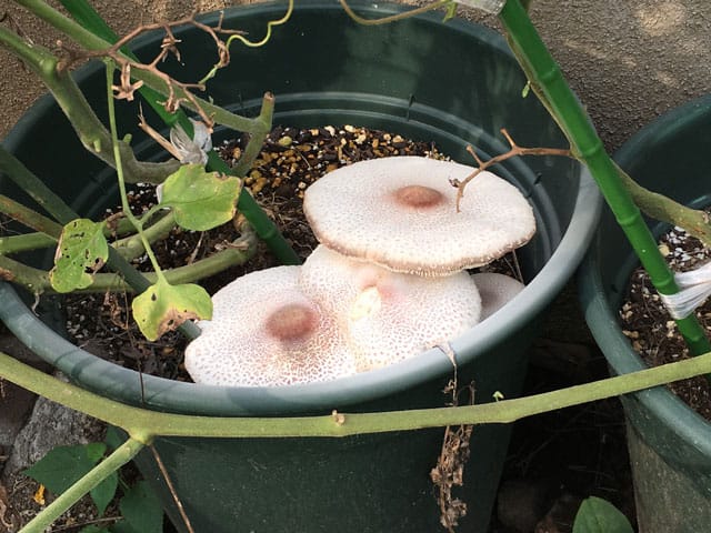 唐傘茸の画像