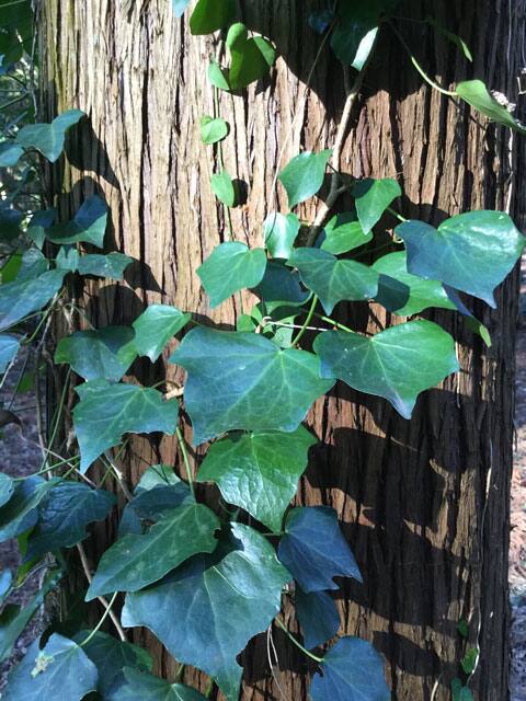 木蔦の画像