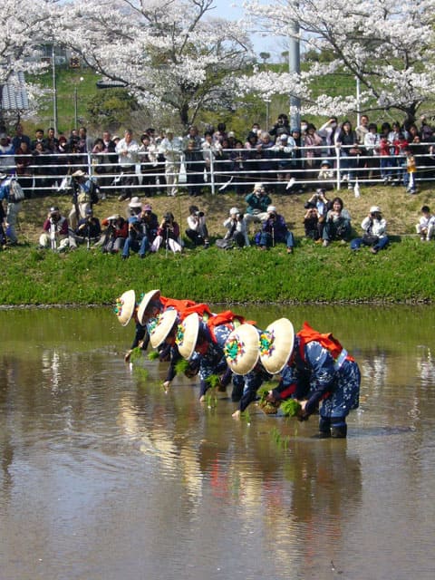 御田植え祭りの画像