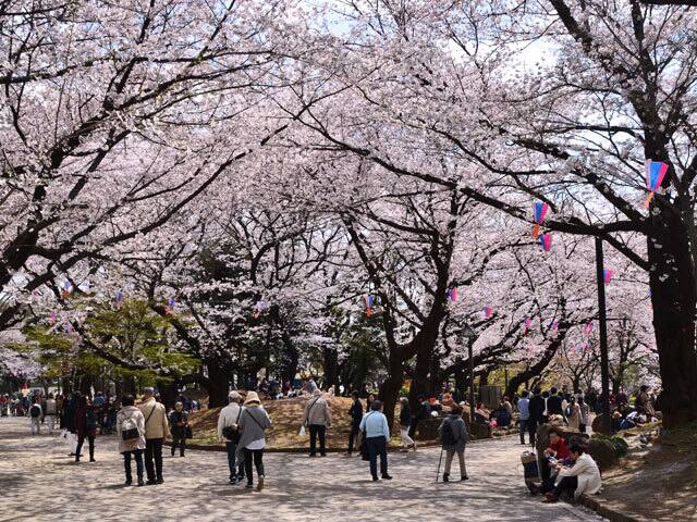 飛鳥山公園の画像