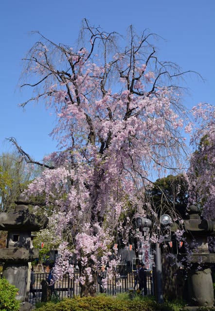 上野公園の画像