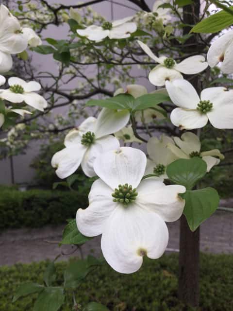 花水木の画像